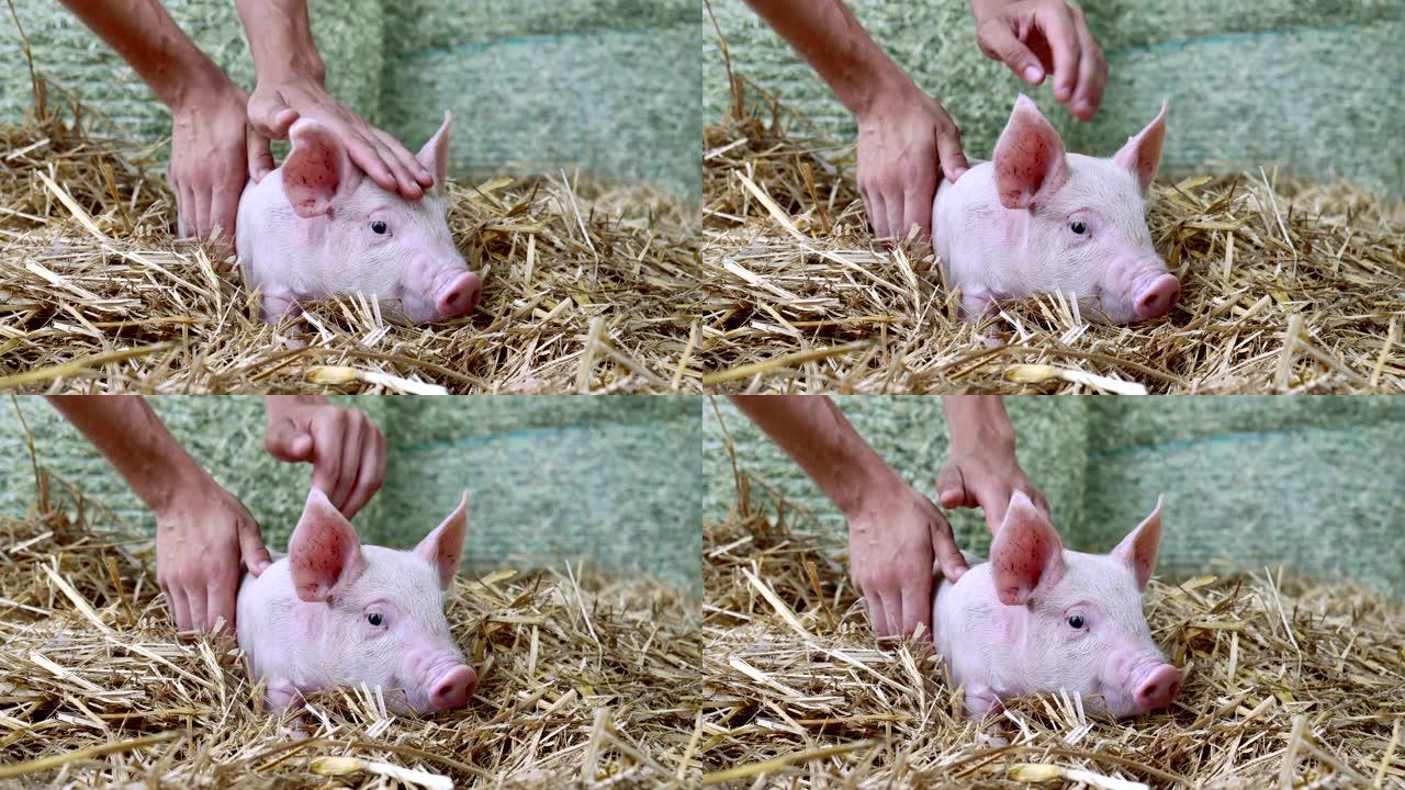 一只手爱抚着躺在刚出生的干草中的粉红色小猪。