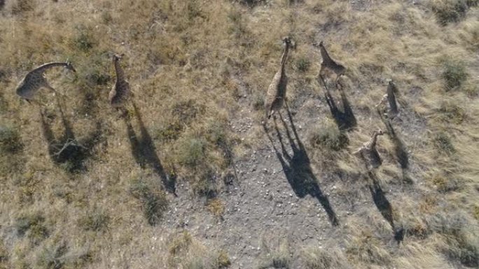 一群长颈鹿和他们的孩子站在纳米比亚北部的稀树草原上的4k直线鸟瞰图