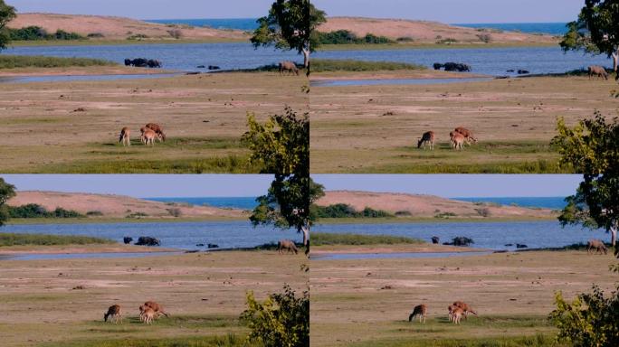 令人惊叹的宽镜头野生动物风景，国家公园稀树草原景观中的几个野生动物群和公牛