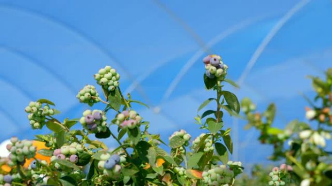 蓝莓农场4k中的蓝莓植物