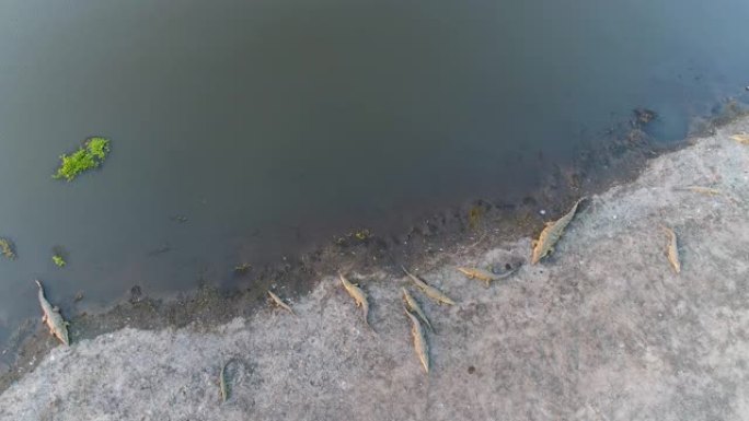 津巴布韦润德河岸边一群鳄鱼的4k高鸟瞰图