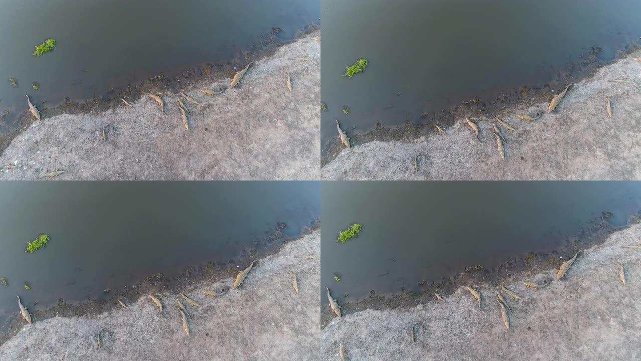 津巴布韦润德河岸边一群鳄鱼的4k高鸟瞰图