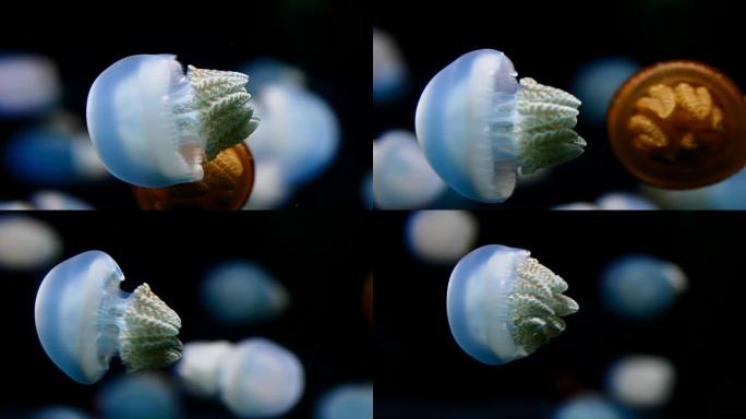 颜色水母一群水母特写实拍