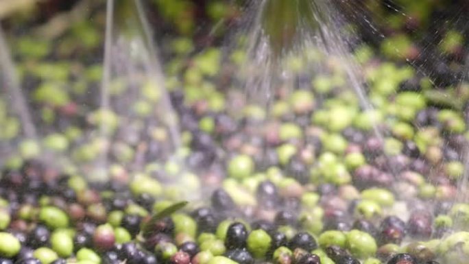 清洗新鲜收获的意大利橄榄，用于生产特级初榨橄榄油。