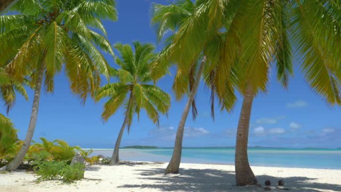 郁郁葱葱的椰树树枝在微风中沙沙作响，吹过风景秀丽的海岸。
