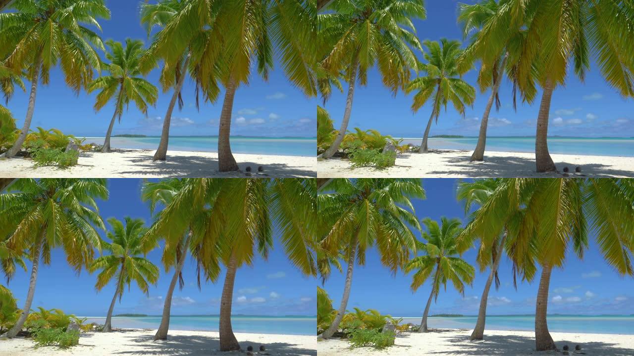 郁郁葱葱的椰树树枝在微风中沙沙作响，吹过风景秀丽的海岸。