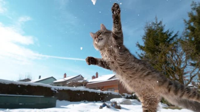 低角度: 小猫在后院玩耍时试图捉住雪球。