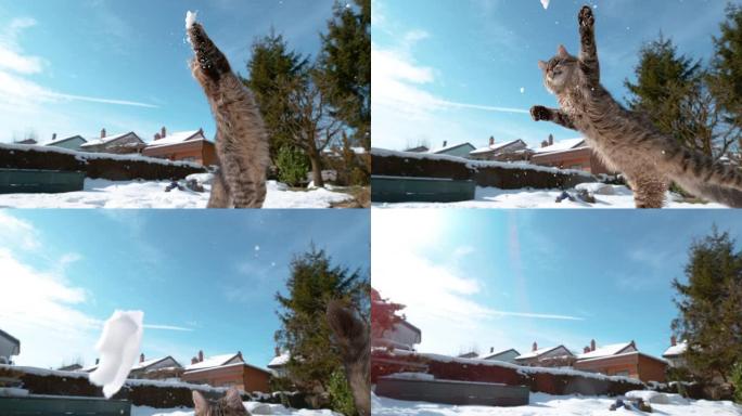 低角度: 小猫在后院玩耍时试图捉住雪球。