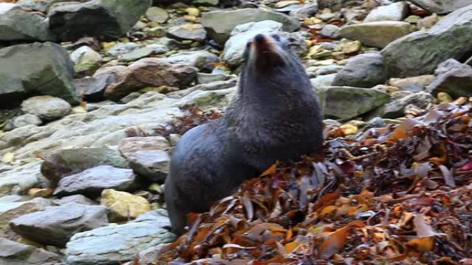 新西兰南凯库拉沿海的海豹海狮