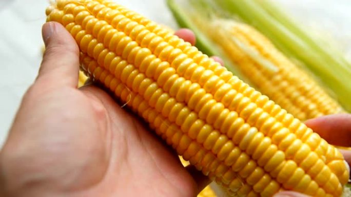 玉米新鲜食品在手玉米收获收获玉米新鲜玉米