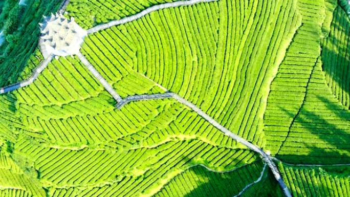 茶叶农业领域的鸟瞰图