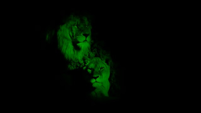 黑暗洞穴中的夜景狮子和母狮