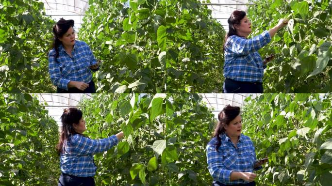 使用数字平板电脑监控大型蔬菜农场的蔬菜，女农民走过蔬菜隧道