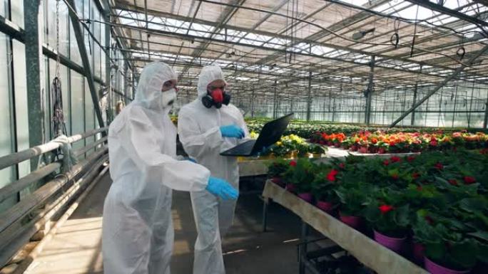 生物学家走在温室里，检查花盆里的花朵。
