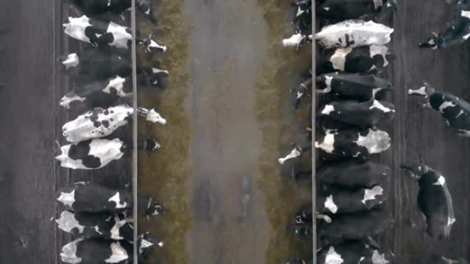 从上方看，两排牛正在吃草料