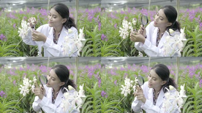 兰花研究人员目前在兰花花园工作。亚洲泰国