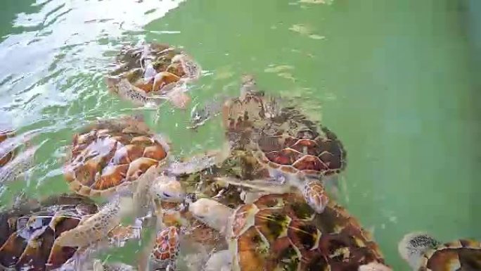 绿海龟泰国海龟海归群