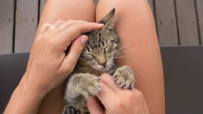 POV: 抚摸一只年轻的小猫，它坐在你的腿上，慢慢入睡。