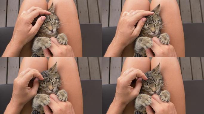 POV: 抚摸一只年轻的小猫，它坐在你的腿上，慢慢入睡。