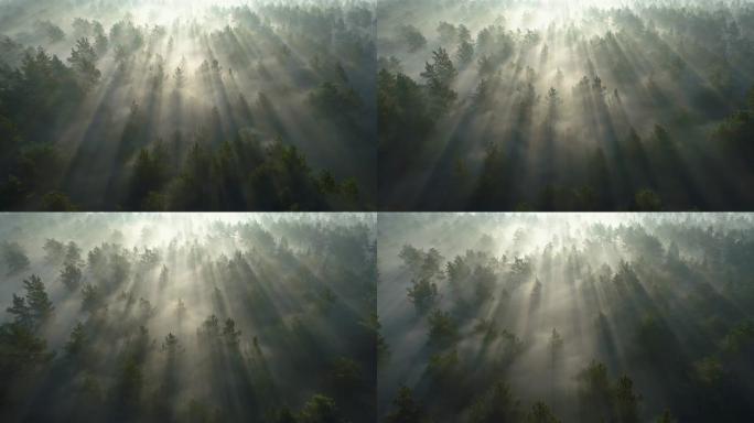 日出时飞越薄雾笼罩的松树林，而阳光穿过树木。空中射击，4K