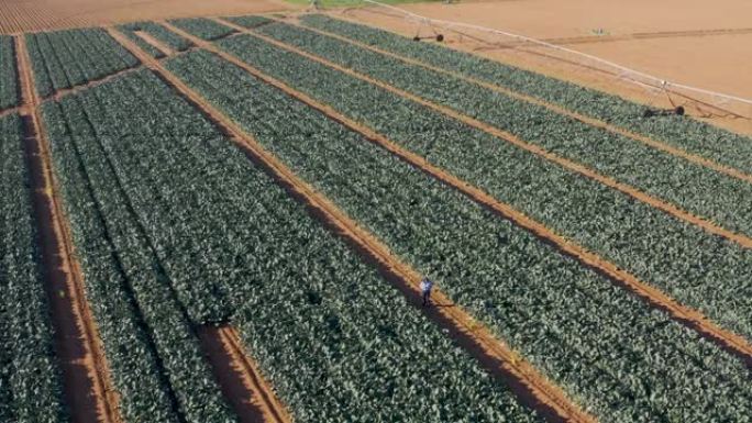 在大型蔬菜农场中使用数字平板电脑监控蔬菜的女性农民的鸟瞰图