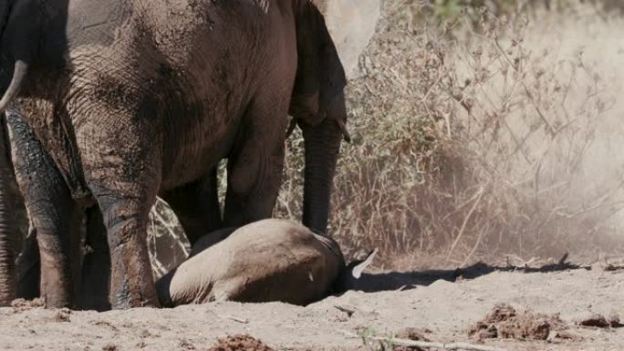 纳米比亚埃托沙国家公园水坑边缘一只可爱的小象和幼年少年在尘土中玩耍的4k特写视图