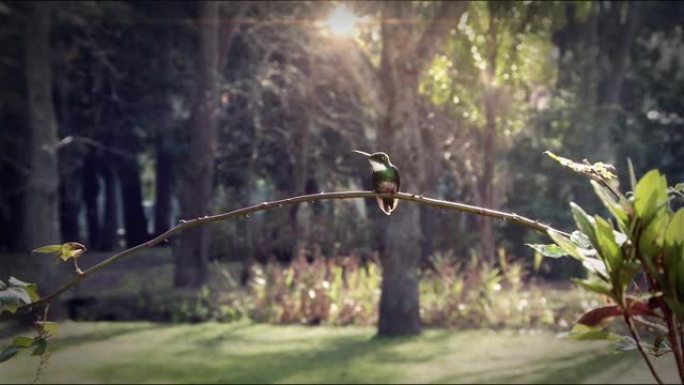 绿色的Colibri (蜂鸟) 坐在树枝上。