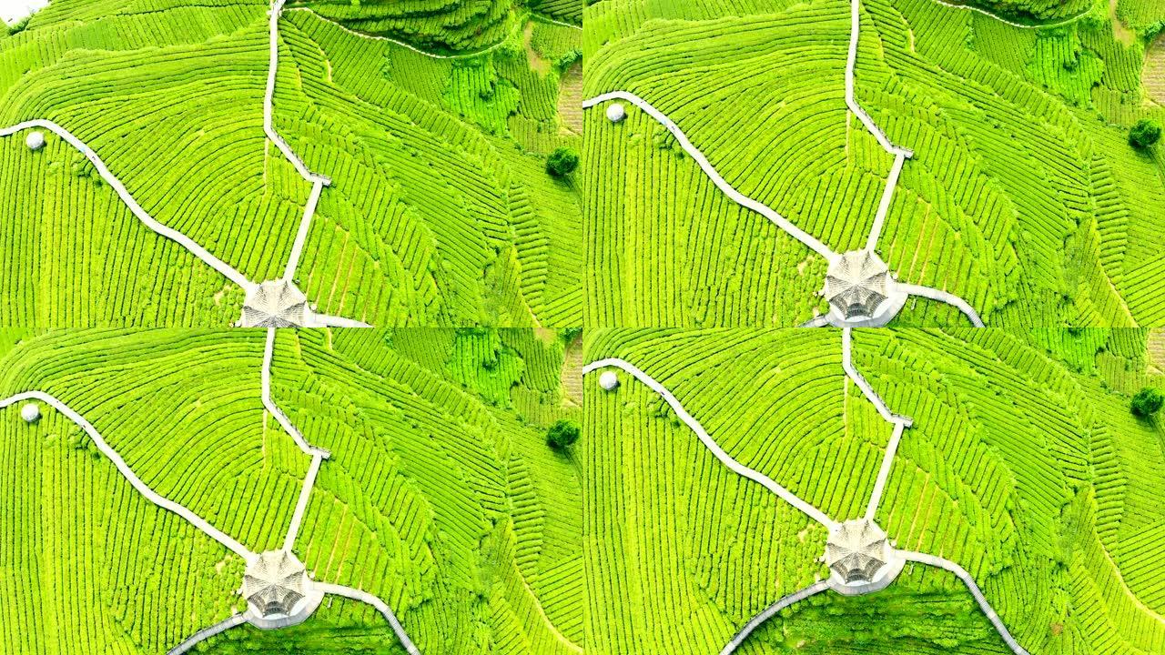 绿茶种植园露台的鸟瞰图