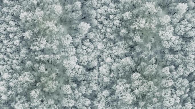 北极苔原，冰冻树木。