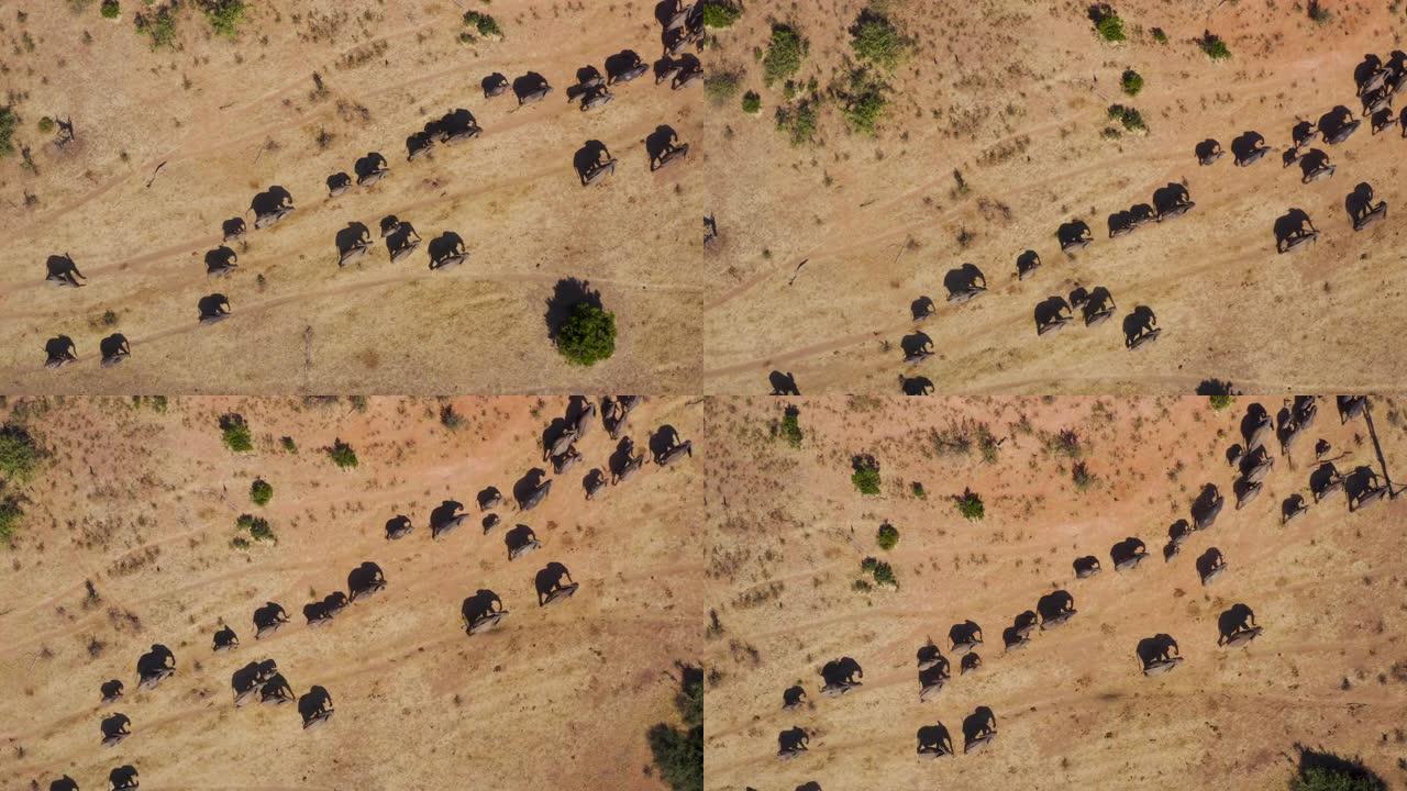 直下鸟瞰一大群繁殖的大象和幼小的小牛走进津巴布韦的萨凡纳草原