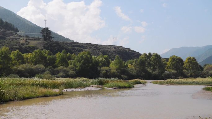 河边阳光风吹芦苇