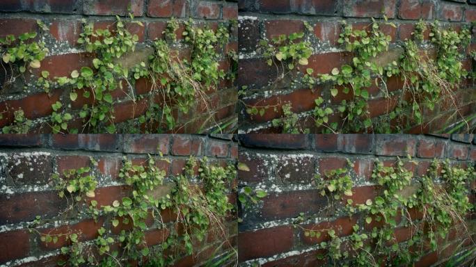 砖墙上生长着植物实拍视频素材