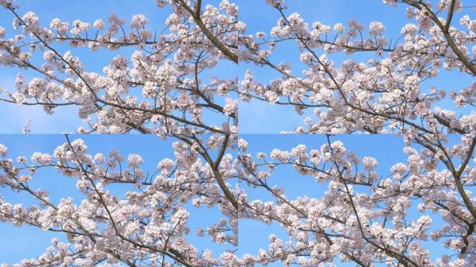特写: 纤细的樱桃树树枝上覆盖着原始的白色花朵