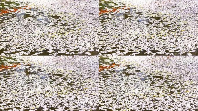 樱花又名樱花叶子在日本东京的水中掉落在地面上