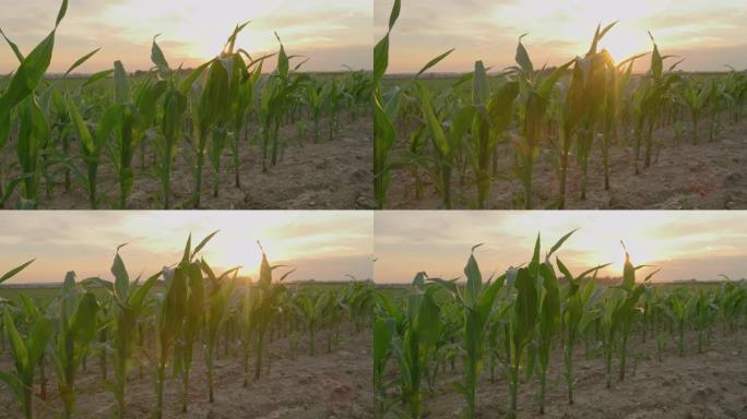 日落时幼小玉米的DS田地