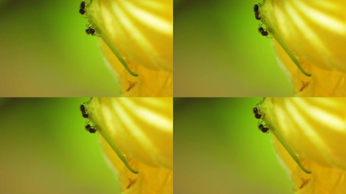 一群蚂蚁在花上寻找食物的特写镜头，4k，