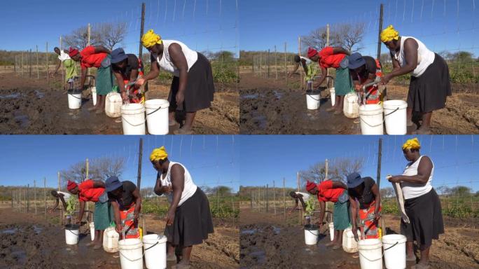 妇女在津巴布韦的社区花园里用手喝水并填充塑料容器来浇水蔬菜