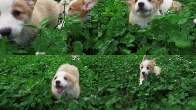 柯基在三叶草地里奔跑。