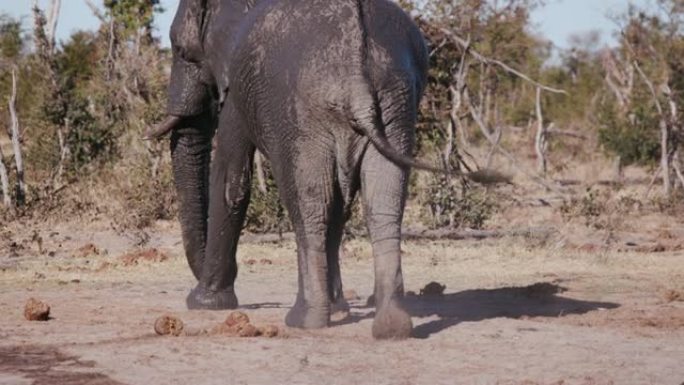 博茨瓦纳，大象从阴茎伸出的水坑中走出来的4k后视图