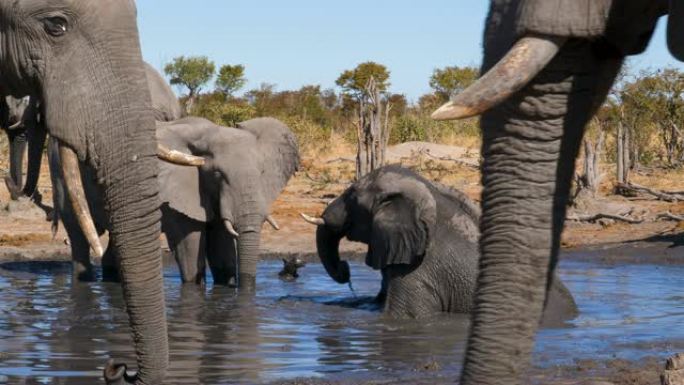 4k近景，一只大象泥在水坑中沐浴，其他大象在喝酒，博茨瓦纳