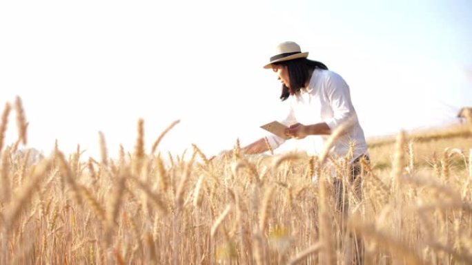 用数字平板电脑检查大麦稻田生长的女农民，慢动作