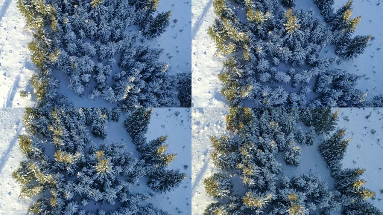 覆盖着雪和霜的冬季针叶林的自上而下的空中拍摄。4K, UHD