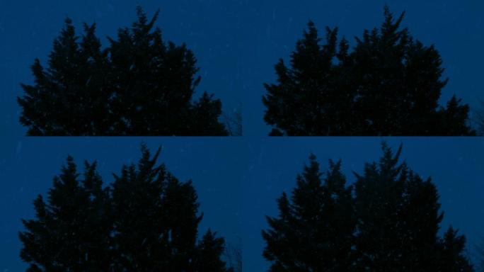 浓密的树木在夜间降雪中摇摇大飞