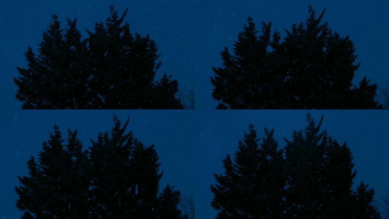 浓密的树木在夜间降雪中摇摇大飞