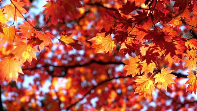 枫叶红色秋天在日本，自然镜头慢动作