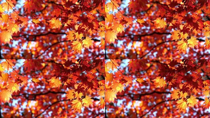 枫叶红色秋天在日本，自然镜头慢动作