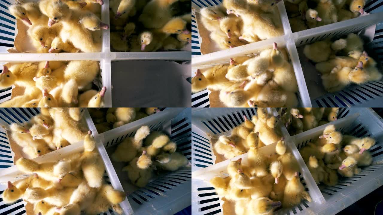 黄色小鸡坐在塑料盒里，俯视图。