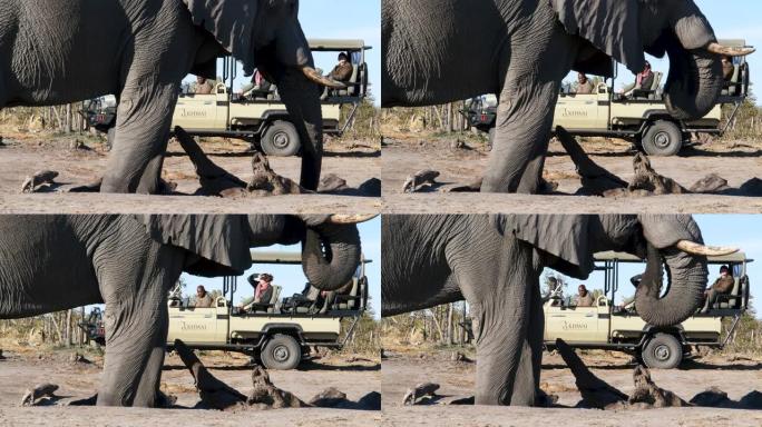 4k特写镜头，大象在水坑里喝酒，游客乘坐4x4游戏车观看，博茨瓦纳Khwai私人保护区