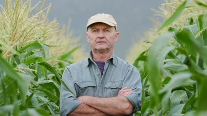 4k农民站在玉米作物中的特写肖像