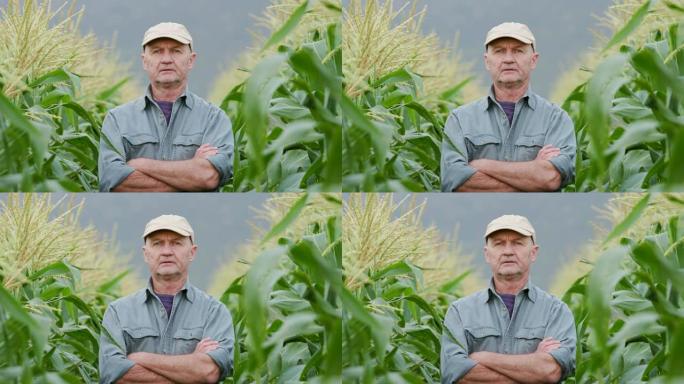 4k农民站在玉米作物中的特写肖像